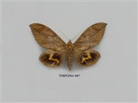 藏品(夜蛾283)的圖片